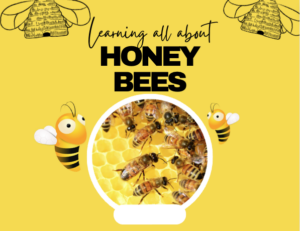 honey bee program